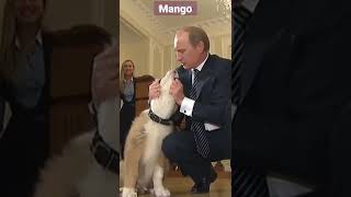 Putin's puppy
