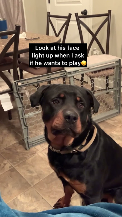 Luka and Koko once had an older brother named zeke. We miss him🥹 #dog #dogs #cutedog #explore