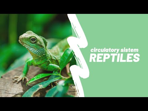 Reptiles | Circulatory System