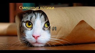 Смешные котики 2016 Новое!!! Смешные котики 2016 Новое!!!