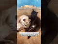 #youtubeshorts #youtubreels #catshorts #fypシ゚viral #love #resuce