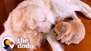 Golden Retriever Picks Apples For His Bunny BFF | The Dodo