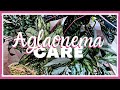 Aglaonema chinese evergreen plant care tips  how to  kreatyve gardenista