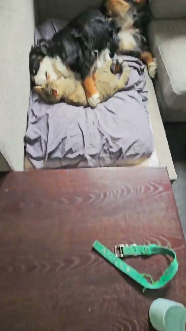 Dog and Cat Nap Together || ViralHog