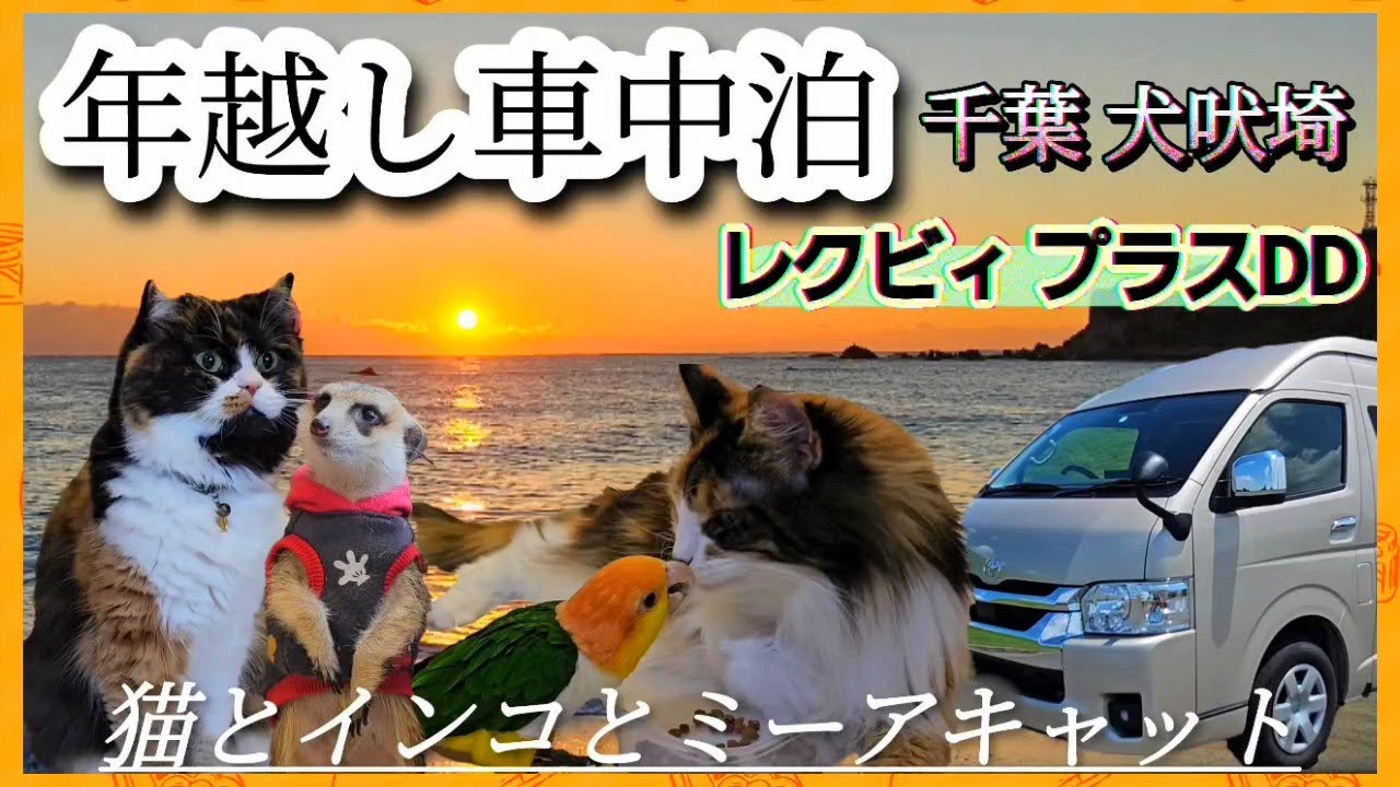 【キャンピングカー】車中泊で迎えた新年 猫とシロハラインコとミーアキャットと千葉県犬吠埼にて［レクビィ プラスDD］