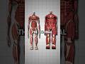 Colossal Titan Vs Wall Titans AOT Explained Attackontitan Armin Aot mp3