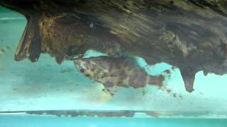 Synodontis Nigriventris (Upside-down Catfish) Upside Down Catfish Synodontis Cat Fish