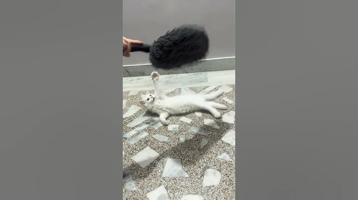 Video 10957571: persian catlover cutecat kittens, persian cat cutecat kitten, persian catlover kitten cute