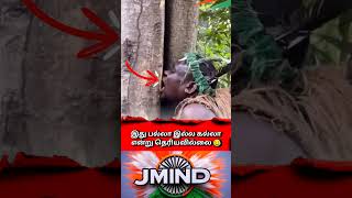 Tanzania Walking Safari Viral Video: Ancient Tribal Medicine &amp; Survival Skills Explained #tanzania