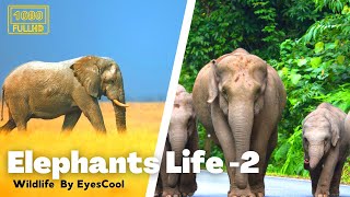 Elephant Life 2 | EyesCool Present Wildlife | Animals life with Relaxing Flute Music | Nature beauty by EyesCool 4 views 1 year ago 9 minutes, 47 seconds