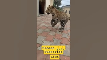 New AI Filter on YouTube! 😍🤖 Unreal Transformation 🔥 | Trending Shorts 2025 #AIFilter #YtViralShorts