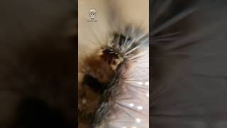 ulat bulu di lihat di mikroskop