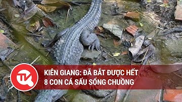 Đã bắt được 8 con cá sấu sổng chuồng ở Kiên Giang | Truyền hình Quốc hội Việt Nam