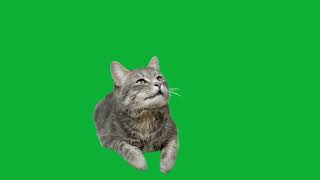 Innocent Cat Siting On Green Screen