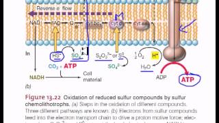 Electron flow in sulfur chemolithotrophic bacteria