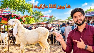 Mandi Mein Bakron landa market Rate Live Deal Shahpur Mandi Lahore Shaq 2027
