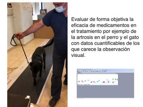 Vídeo: Diferencias En La Trayectoria Del Centro De La Extremidad De Presión Para La Detección De Cojera En Perros: Un Estudio Preliminar