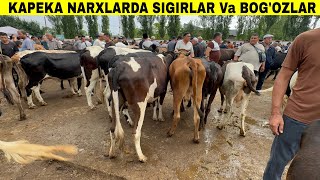Narxlar Sindi Bozorda.😱Qisir,Ona Bola Va Bog’oz Narxlari Tergachi