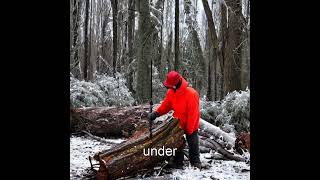 The Explosive Truth Behind Frozen Trees