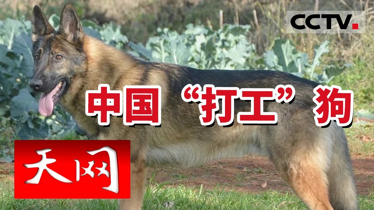 《天网》搜查嫌疑人 国犬中的“警犬之王”——昆明犬 究竟有多厉害？20230802 | CCTV社会与法