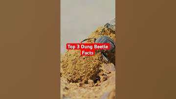 Dung Beetles are Incredible! #animalfacts #animals #dungbeetle