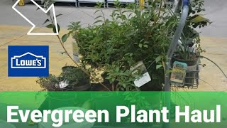 ▶️ Lowes Evergreen Clearance Plant Haul || Surprise Gardenia, Holly-tone and Plant-tone Discount