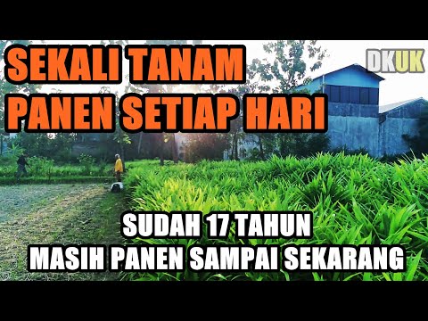 Video: Kelemahan tanpa pertahanan