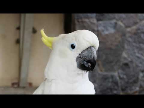 Vídeo: Parrotlet verde de Rumped