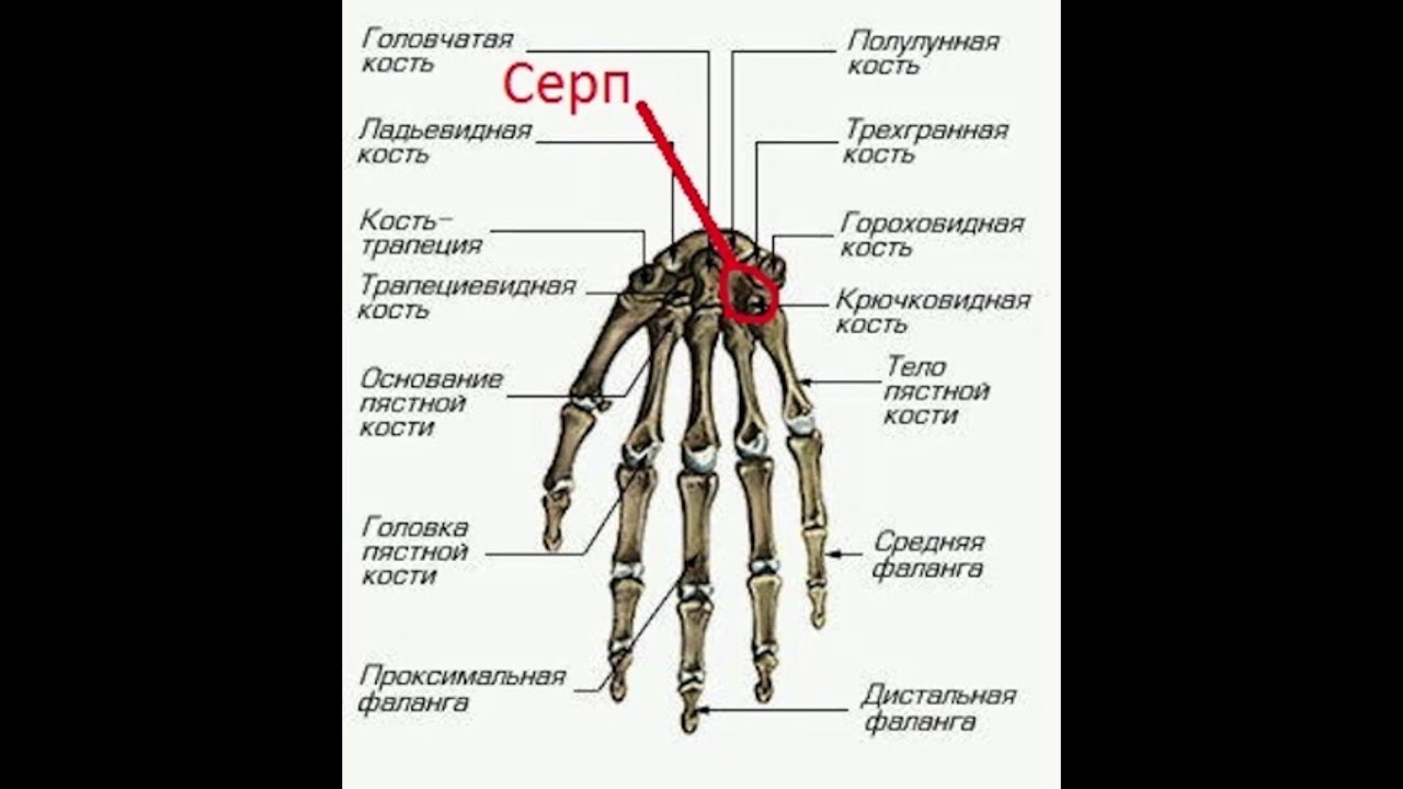 Ряд костей запястья. Анатомия проксимальной фаланги кисти. Проксимальный и дистальный ряд костей запястья. Гороховидная кость запястья анатомия. Кости кисти проксимальный ряд.