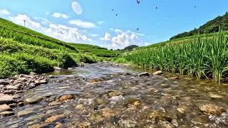 Crystal Clear Stream Between Rice Fields | Nature ASMR with Flowing Water Sounds