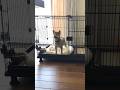柴犬のパピー期、お部屋で1人遊び【豆柴ころた】#shorts #柴犬 #柴犬のいる暮らし #パピー #puppy