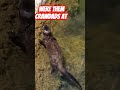 otter looking for crawdads