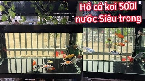 Hồ Cá Koi 500l Đẹp - Bơm Để Trong Hồ Nhưng Lọc Nước Siêu Trong - Hồ Của Em Hiếu ở Kiên Giang.