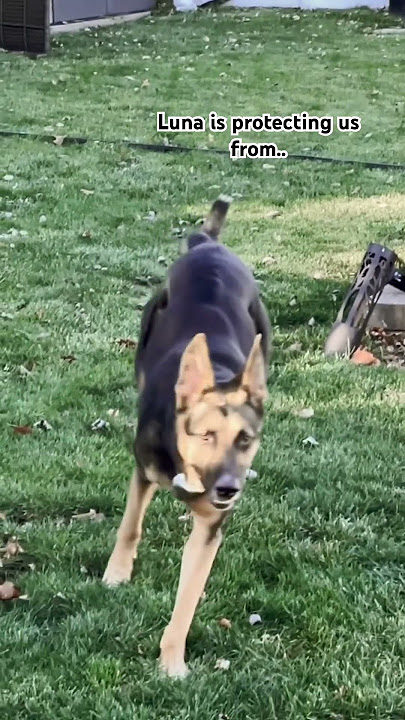 At least 10 thousand #gsds #germanshepherd #dog #guarddog #dogprotection #fyp #dogshorts #dogjump