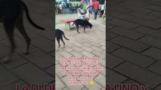 "Gasté mi último dinero en un perro hambriento… lo que pasó después me rompió el corazón 💸🔥" #dogs #