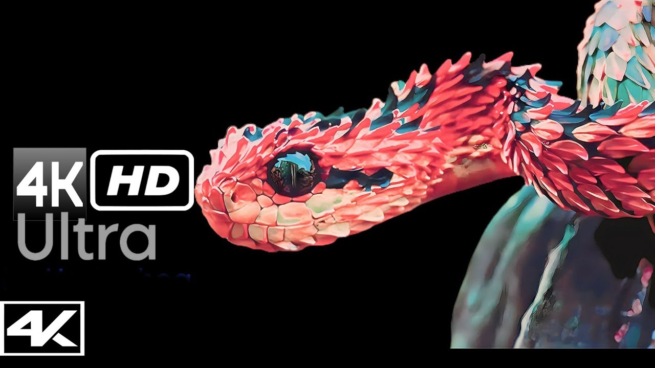 Invertebrates with high quality (4k ultra) - YouTube