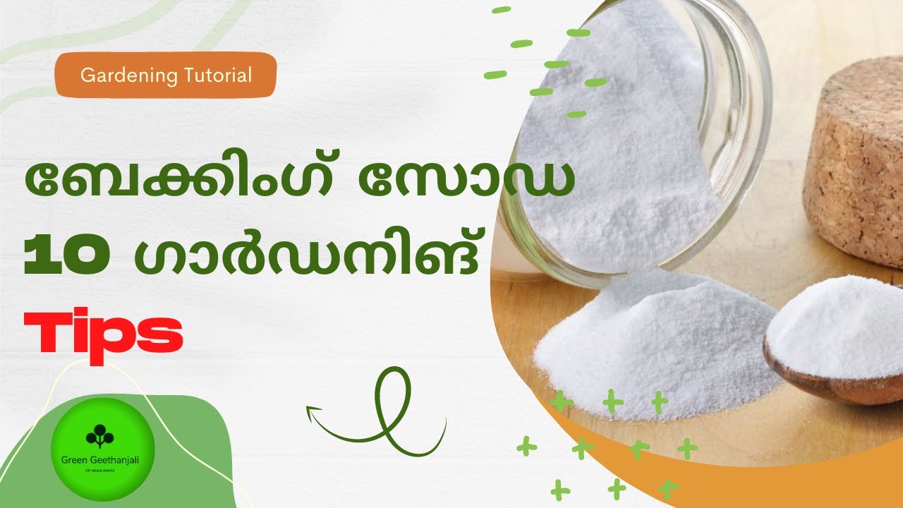10 Clever Uses for Baking Soda in the Gardening , ബേക്കിംഗ് സോഡാ and