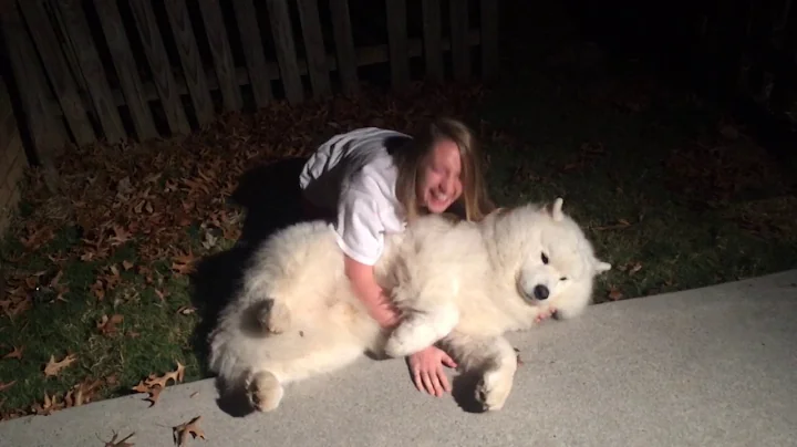 Stubborn Samoyed-Trying to get Cody in from the cold at bedtime. - DayDayNews