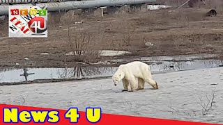 Hungry polar bear wanders into Russian city