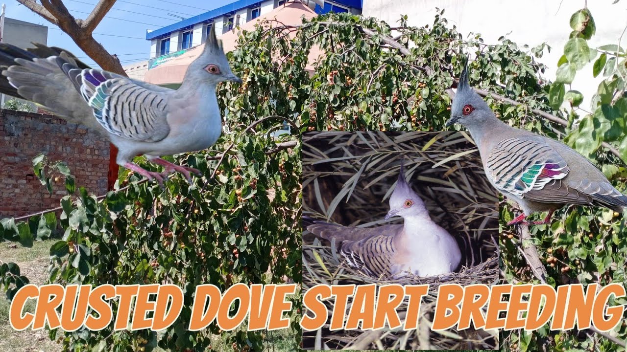 The Australian Crested Pigeon/Dove Going Nuts With His Dance | Breeding Of Crested Dove