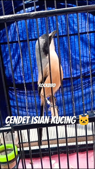 Cendet isian suara kucing! #kicaumania #cendet #pentet #toet