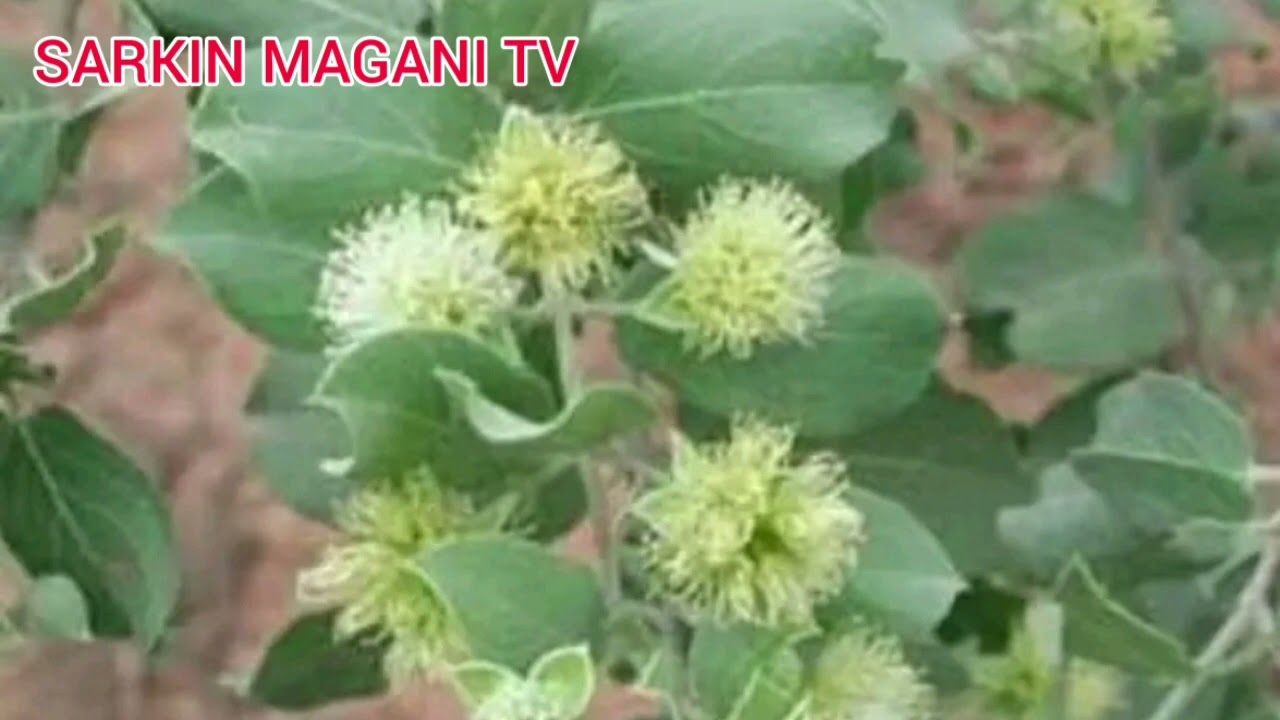 lokaci yayi da zamu bayar da wannan sirrin domin yanzu Yakamata ayi amfani dashi