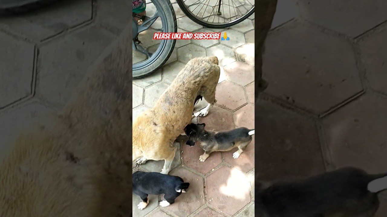 Help  to all animals 🙏