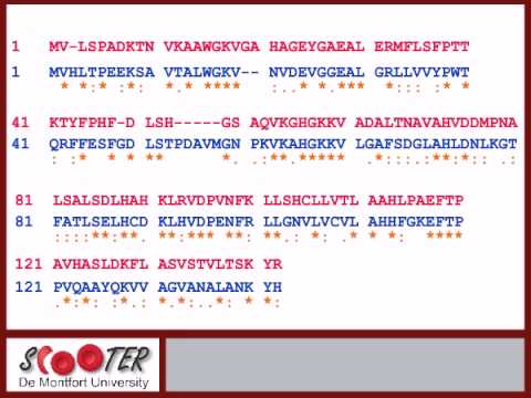 Beta Globin Genetics pt5