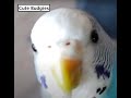All of the videos of my birds on my channel - Rio, Sky Jr  and Sky Senior.