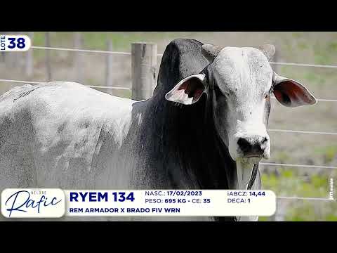 LOTE 38   RYEM 37