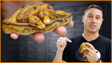 Pop the Champagne... CLOWNS! | #Hetflix 192