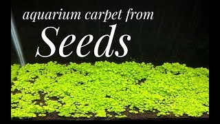 How to Grow Aquarium Carpet from Seeds (Glossostigma)