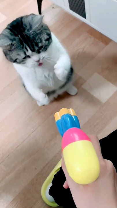 piew piew #cat #cute #funny #kitten #cutecat