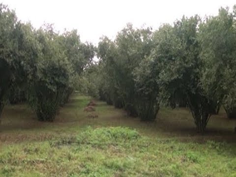 Video: Adi fındıq: şəkil, təsvir, əkin və qulluq